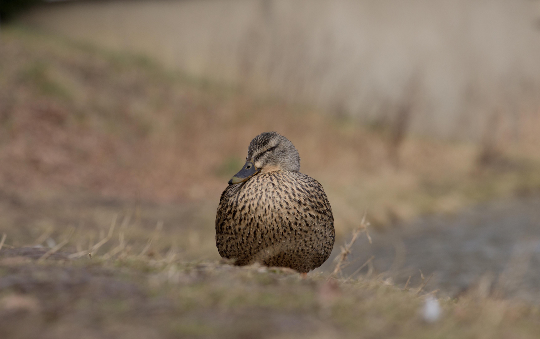 (Stadt) Ente