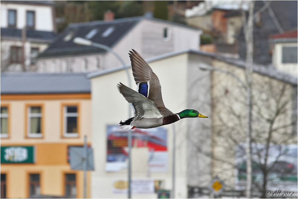 Stadt - Ente