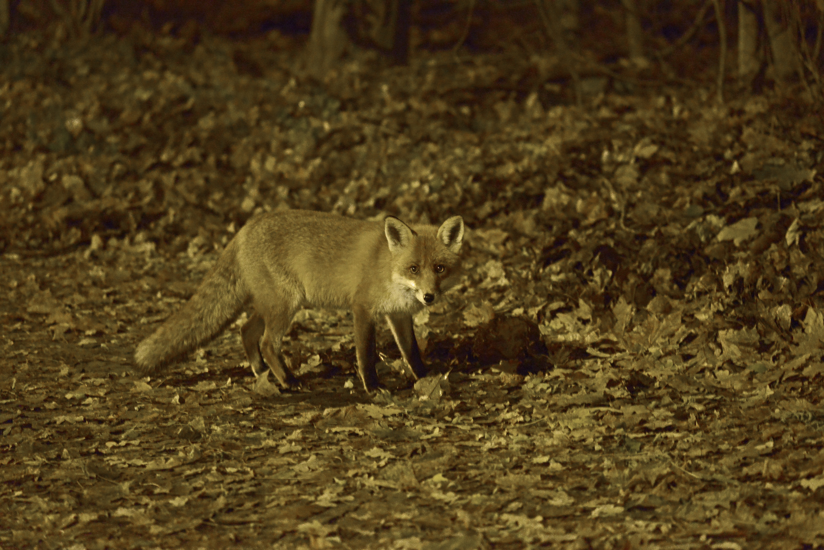 Stadt -Fuchs bei der  nächtlichen Futtersuche  -  City fox at the nightly search for food