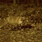 Stadt -Fuchs bei der  nächtlichen Futtersuche  -  City fox at the nightly search for food