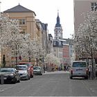 Stadt Gera - Magnolienblüte in der Schloßstrasse