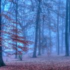 Stadt Park Neu Ulm im Nebel