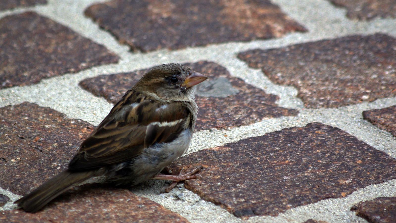 Stadt-Spatz