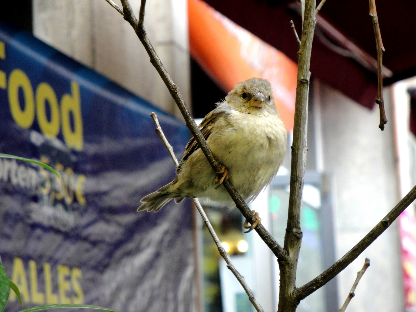 Stadt-Spatz