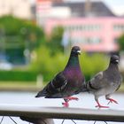 Stadt-Turteltäubchen im Gleichschritt