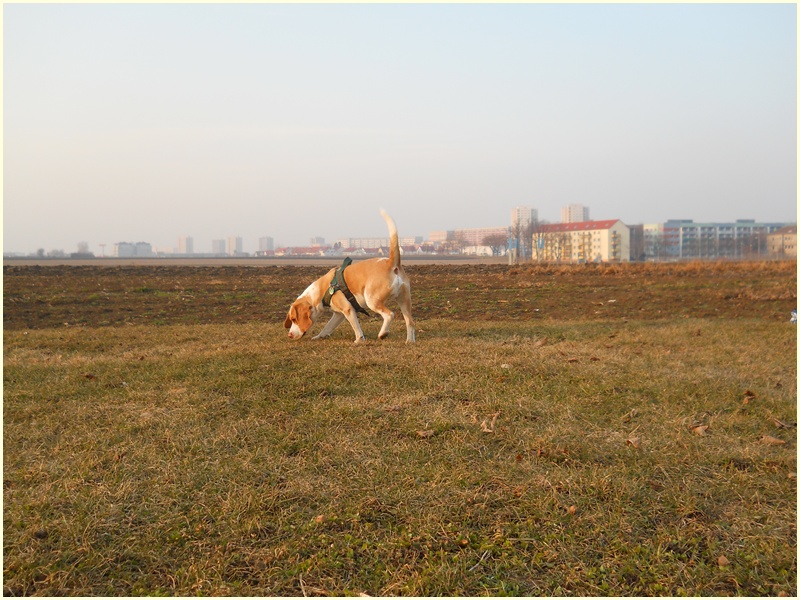 Stadt vs. Land- Beagle mittendrin