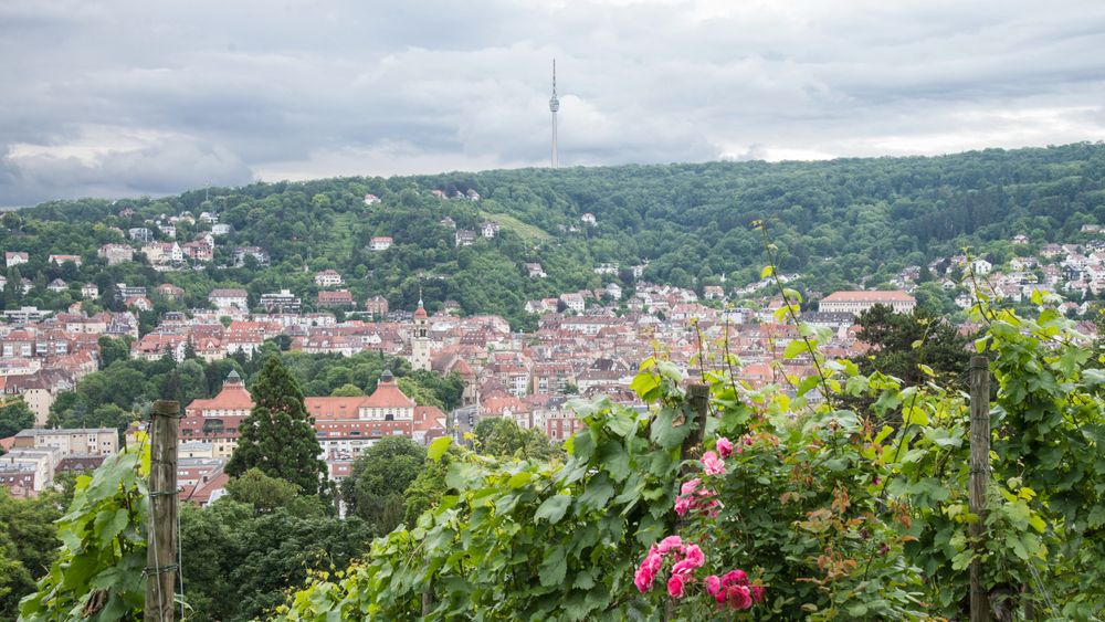 Stadt zwischen Wald und Reben