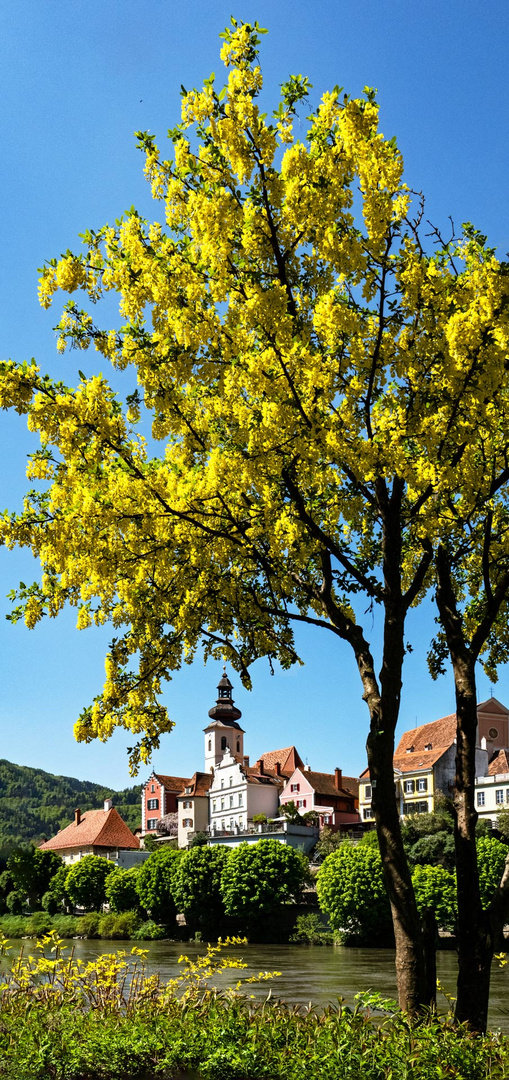 Stadtansicht von Frohnleiten mit Goldregenbaum