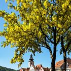 Stadtansicht von Frohnleiten mit Goldregenbaum