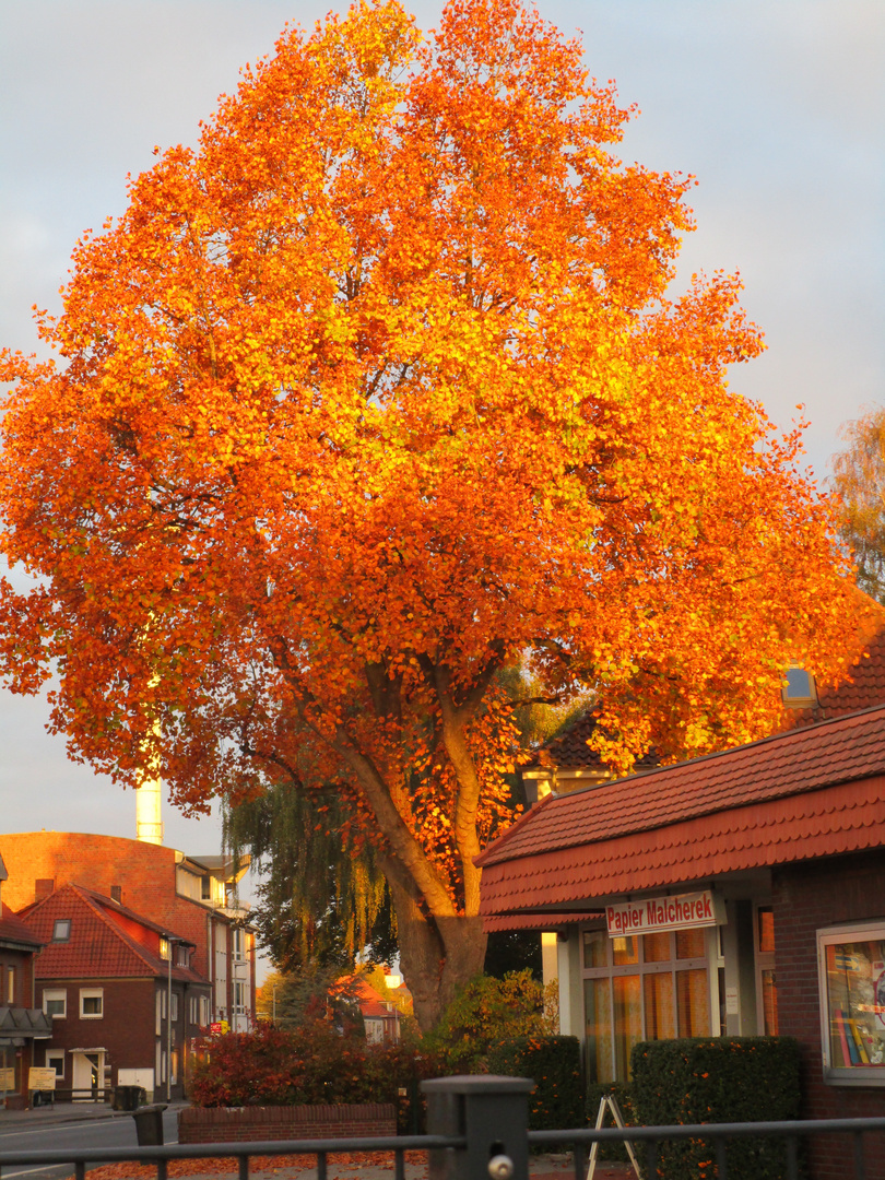 Stadtbaum in Flammen