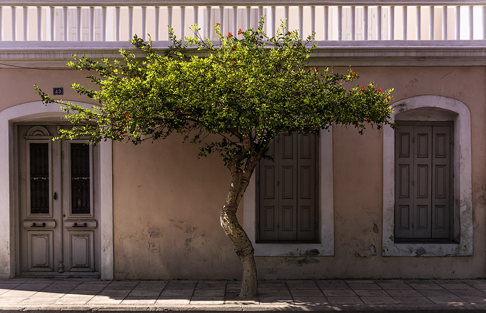 Stadtbaum in Ierapetra