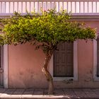 Stadtbaum in Ierapetra