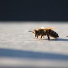 Stadtbienchen im letzten Abendlicht