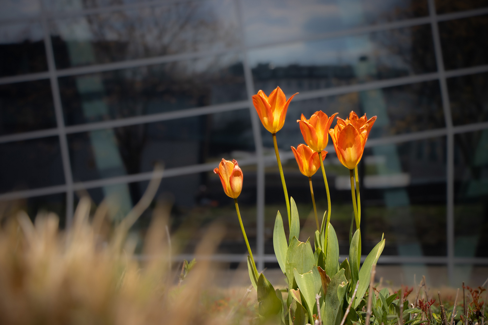 Stadtblumen