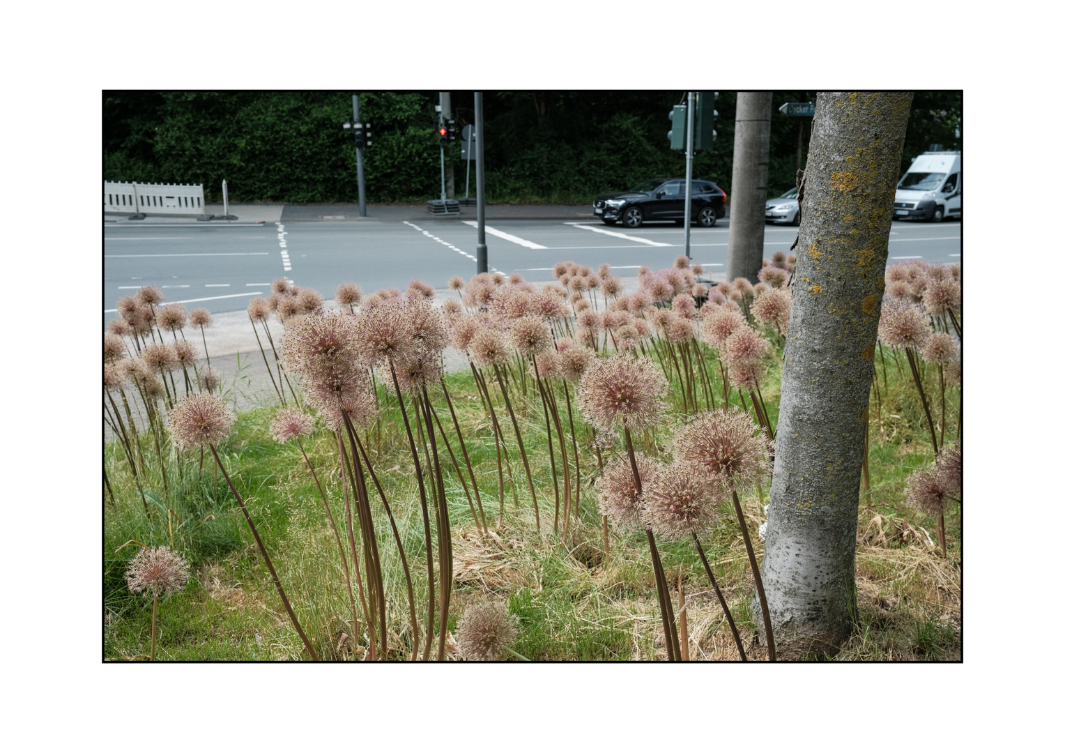 Stadtblumen