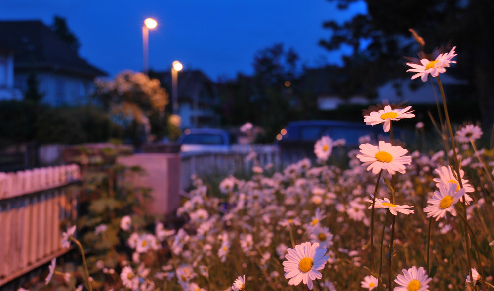 Stadtblumen...