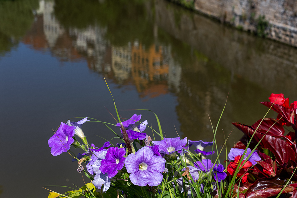 Stadtblumen in Tübingen