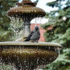 Stadtbrunnen als Dohlen-Dusche ....