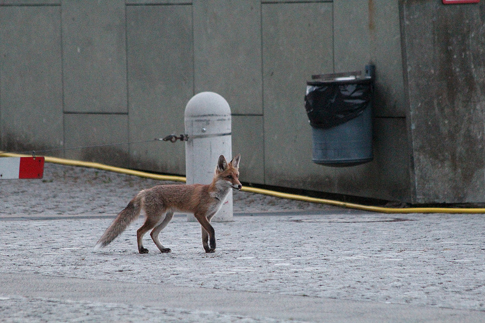 Stadtfuchs am Berliner Bundeskanzleramt