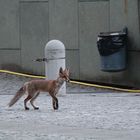 Stadtfuchs am Berliner Bundeskanzleramt