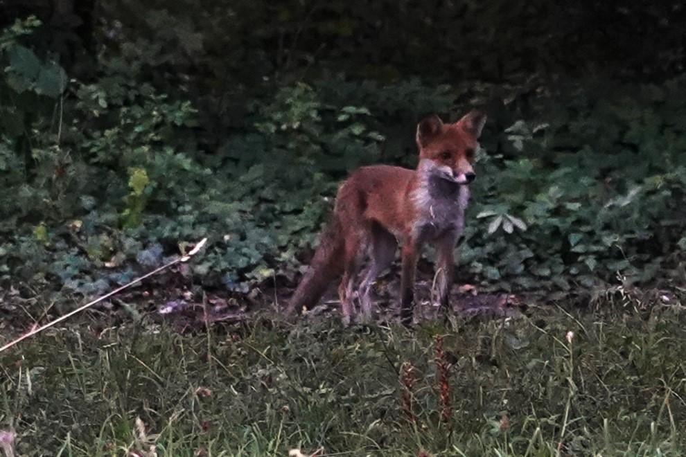 Stadtfuchs auf dem Friedhof