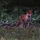 Stadtfuchs auf dem Friedhof