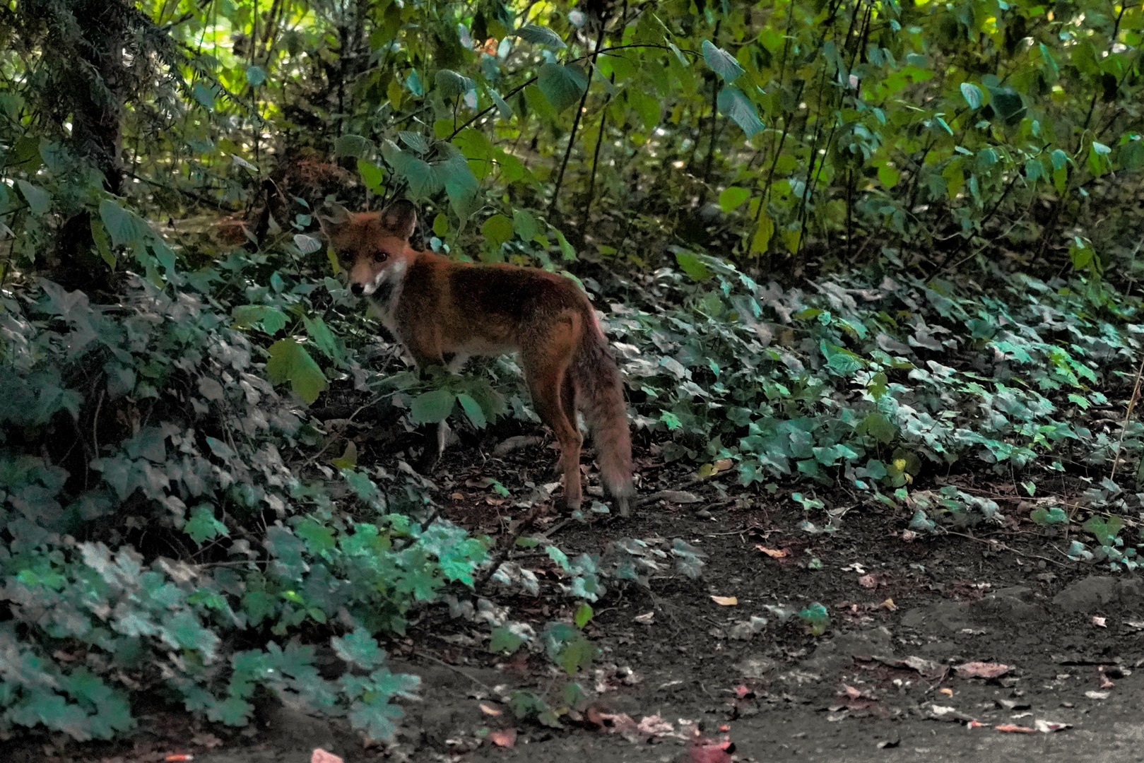 Stadtfuchs auf dem Friedhof