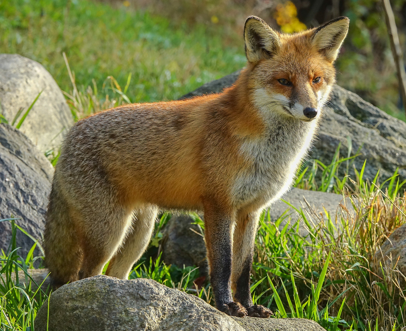 Stadtfuchs beobachtet die Umgebung