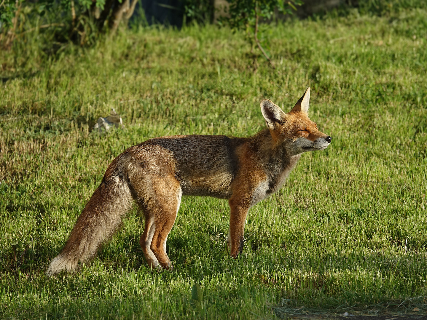 Stadtfuchs genießt die Morgensonne