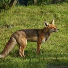 Stadtfuchs genießt die Morgensonne