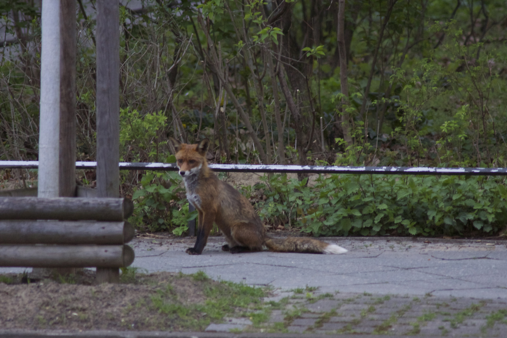 Stadtfuchs in Berlin.............