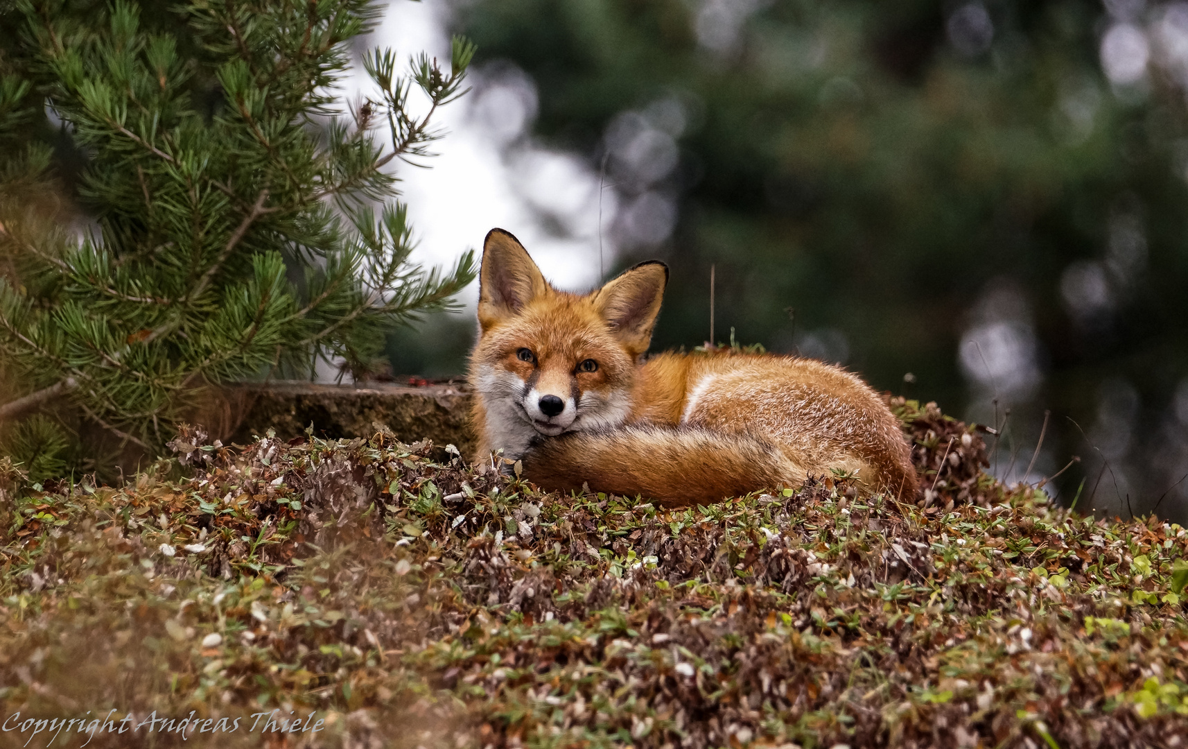 Stadtfuchs ruht sich aus (2)