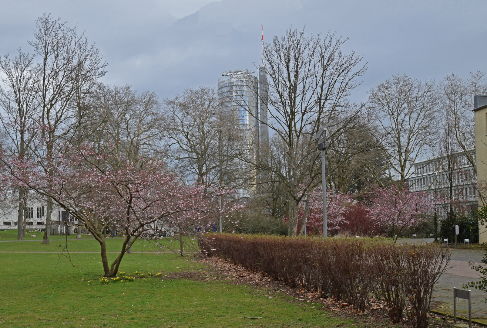 Stadtgarten. Der Frühling kommt..