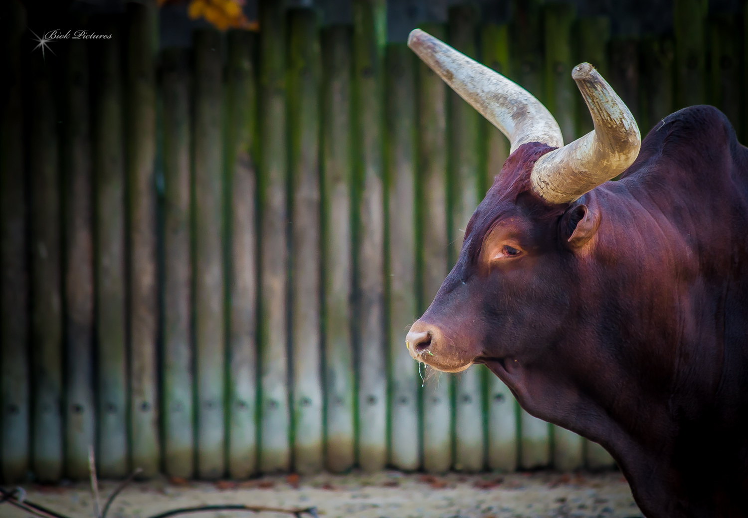 Stadtgarten Zoo Karlsruhe 11