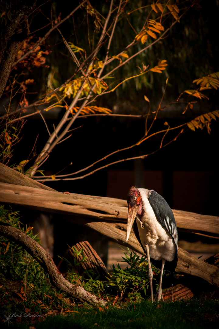 Stadtgarten Zoo Karlsruhe 12