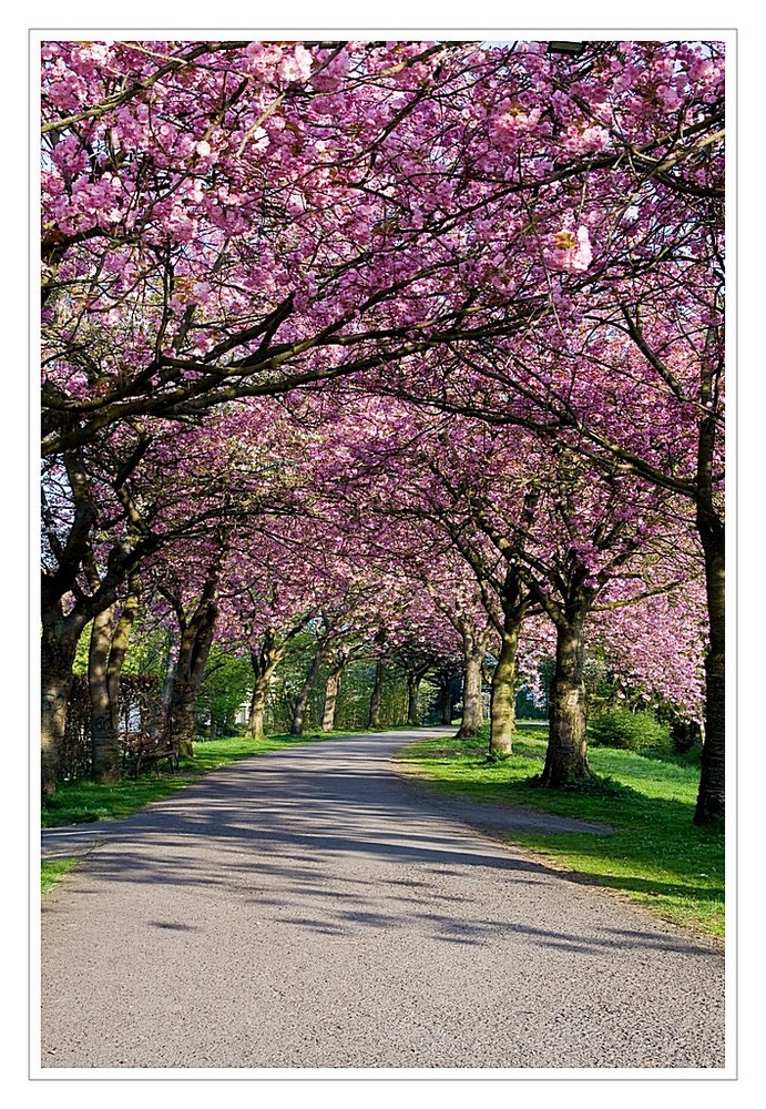 Stadthäger Stadtwall erblüht im Frühling