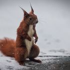 Stadthörnchen im Winter