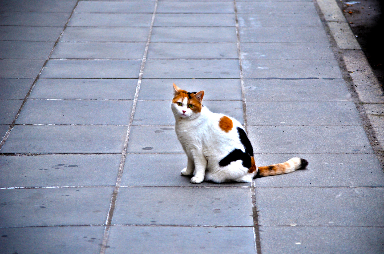 Stadtkatze