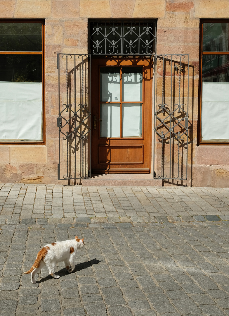 Stadtkatze