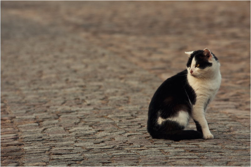 Stadtkatze