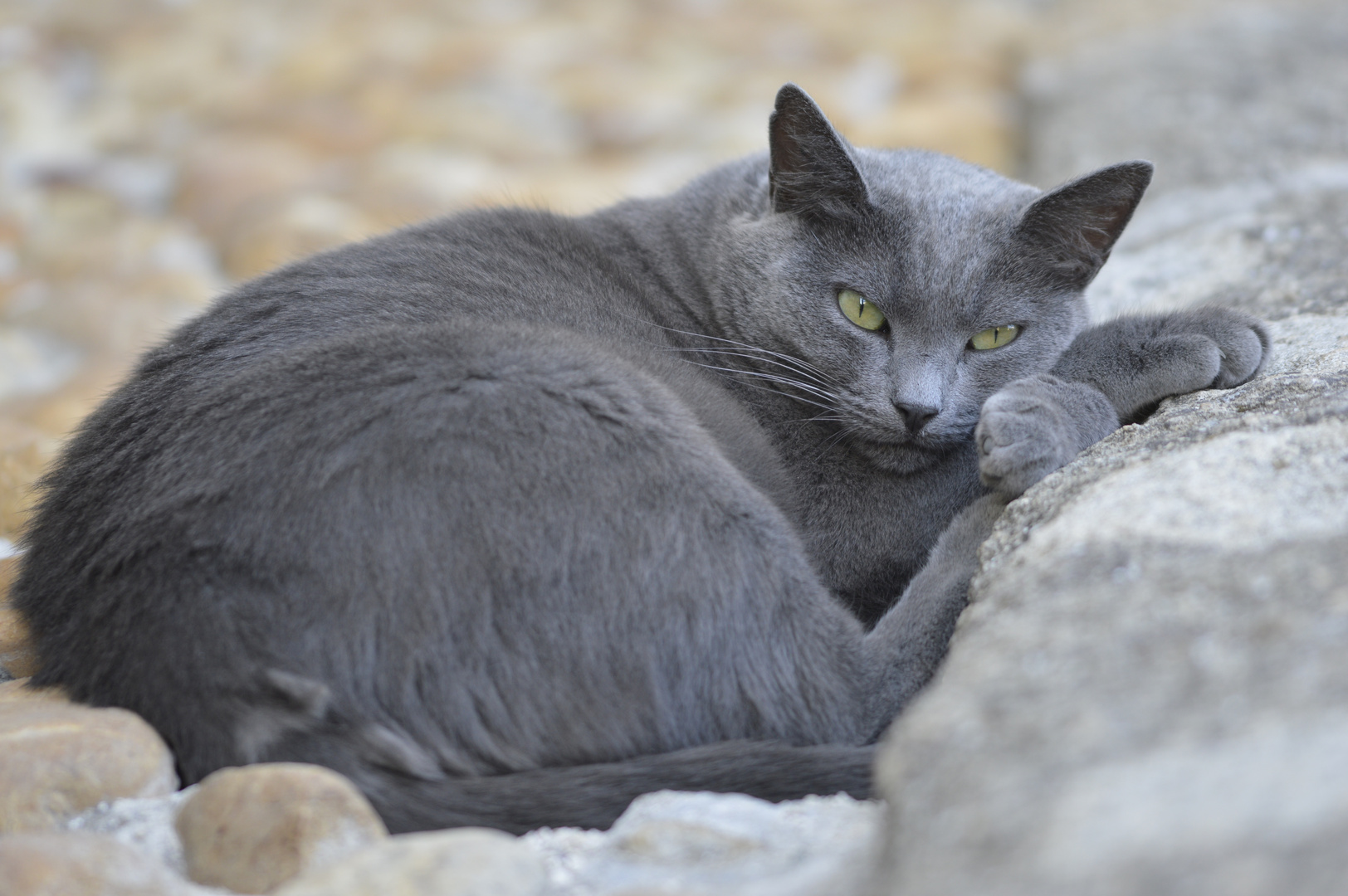 stadtkatze