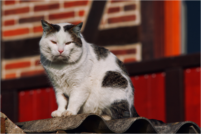 Stadtkatze²