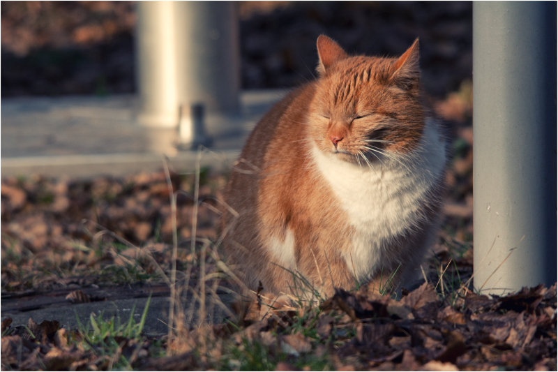 Stadtkatze