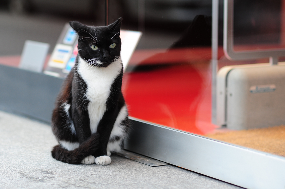 Stadtkatze in ihrer natuerlichen Umgebung