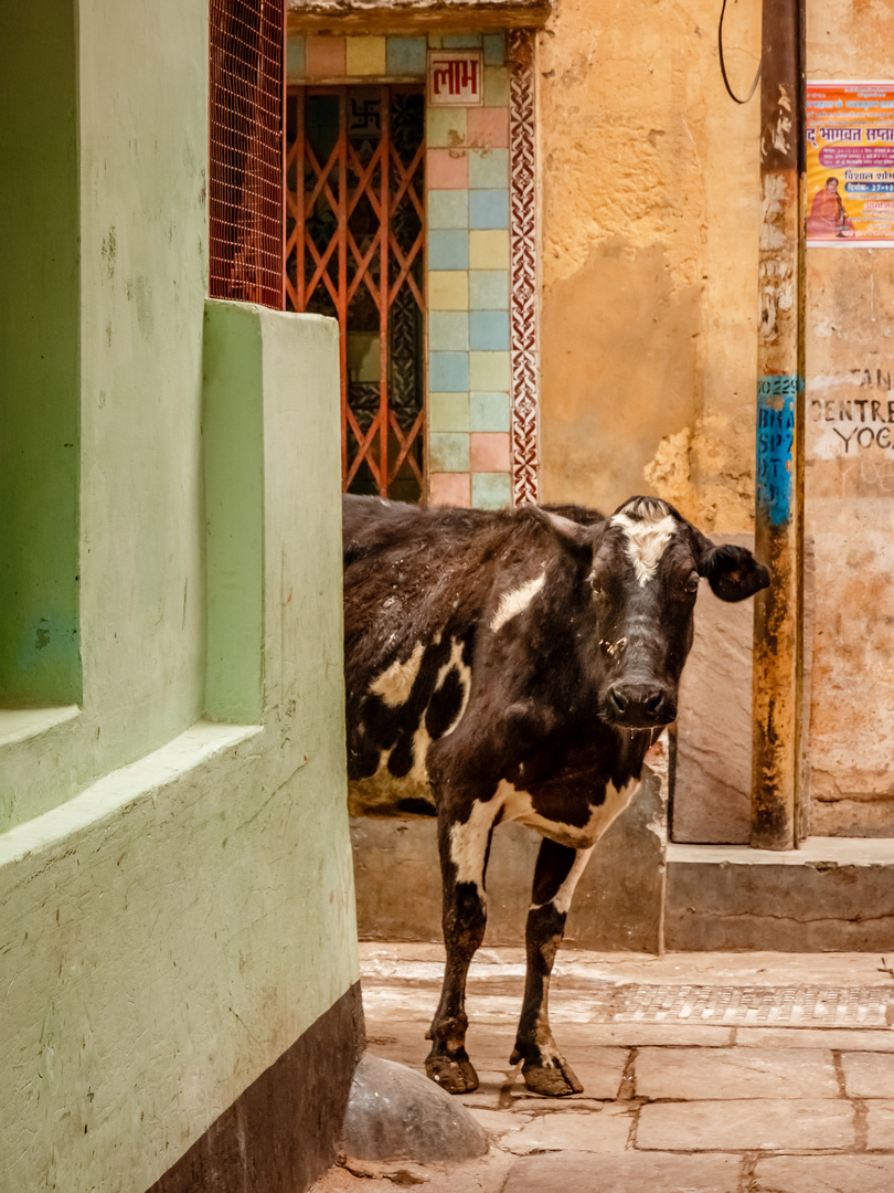 Stadtkuh, Varanasi