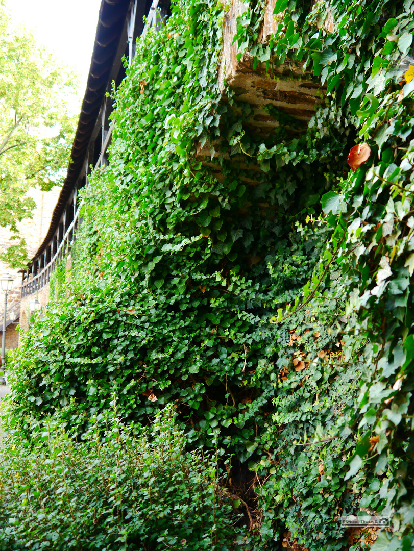 Stadtmauer mit Efeu