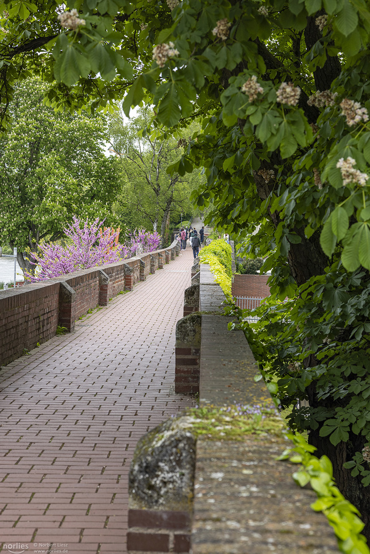 Stadtmauer mit Kastanienblüte