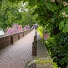 Stadtmauer mit Kastanienblüte