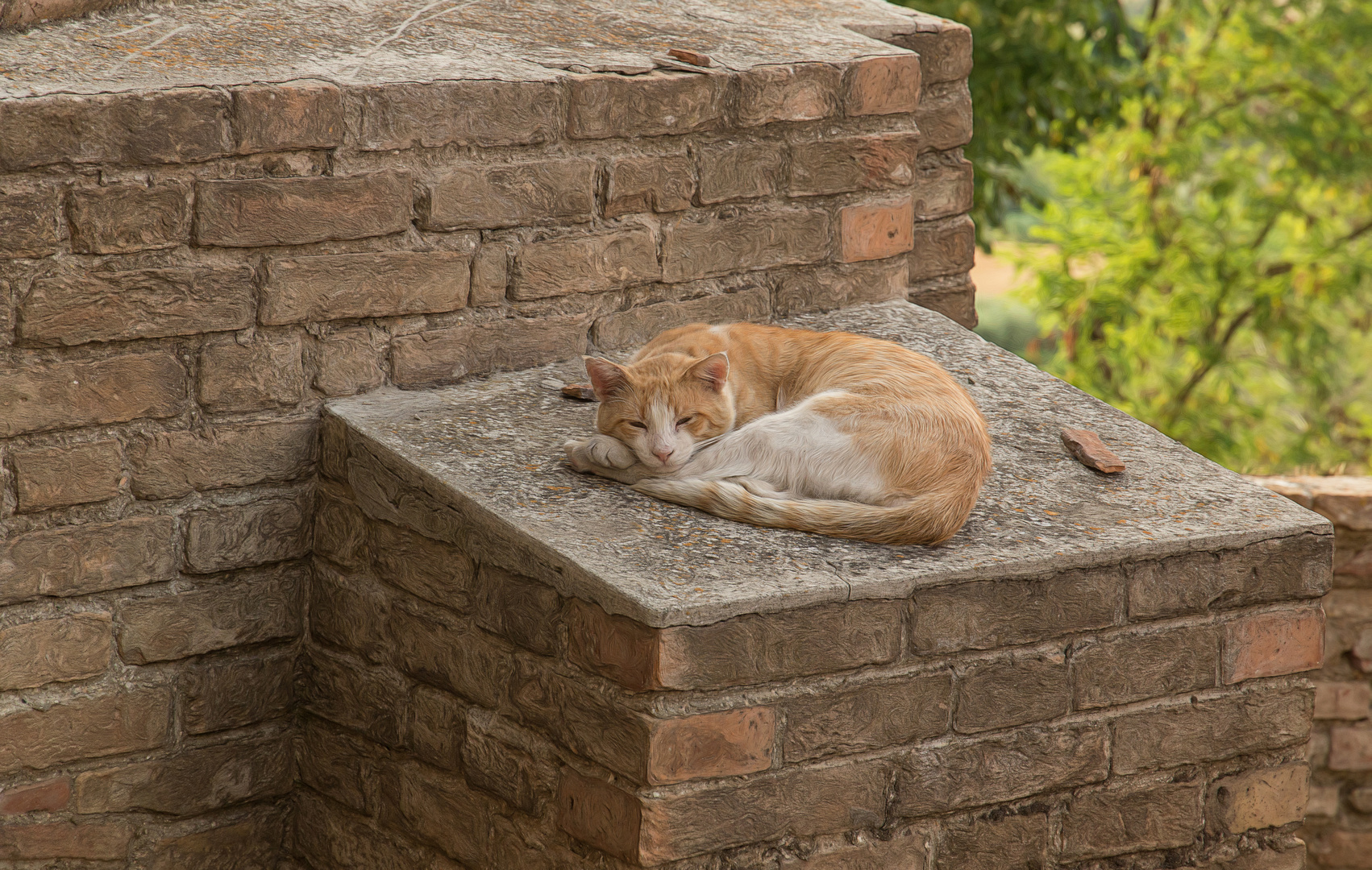 Stadtmauer mit Katze -