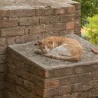 Stadtmauer mit Katze -